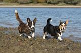 CORGI CARDIGAN 195